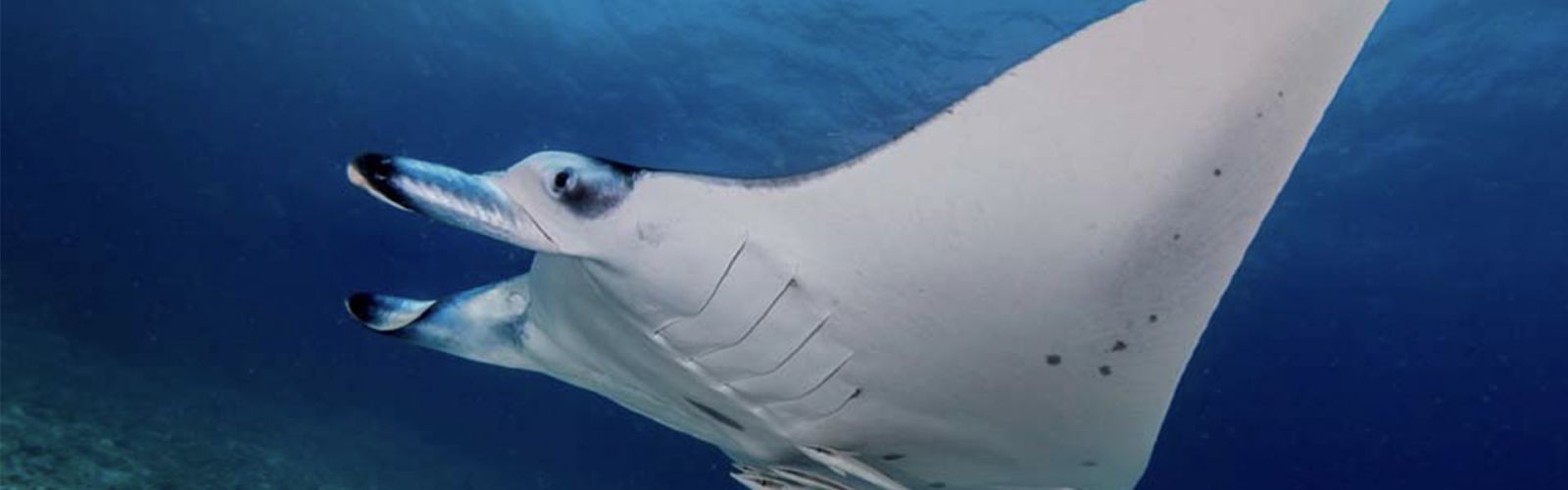 Manta and Hanifaru Bay