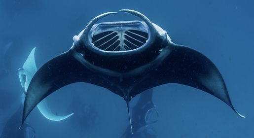 Manta Madness