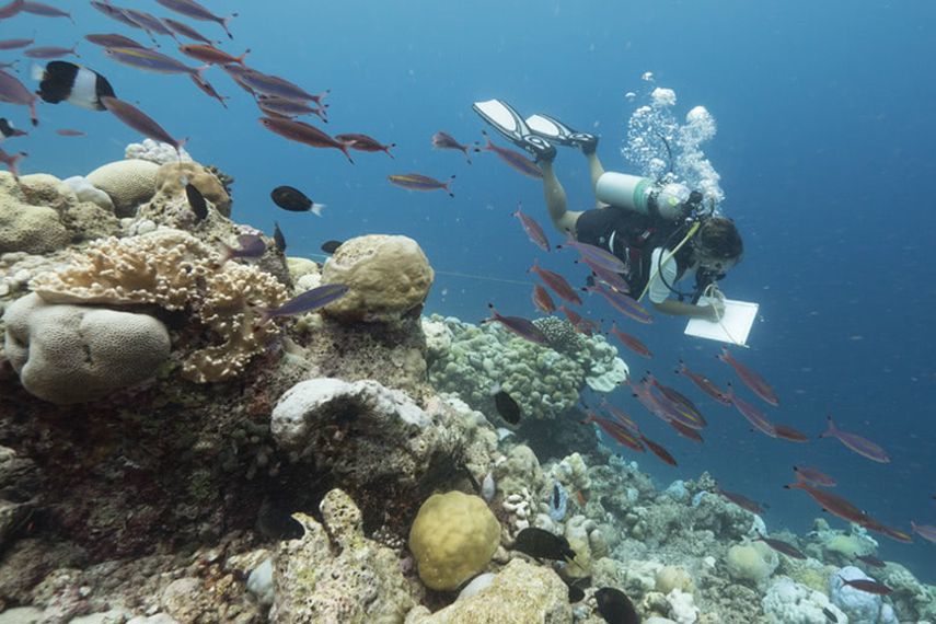 Carpe Diem liveaboards new Dive with a Purpose expeditions photo